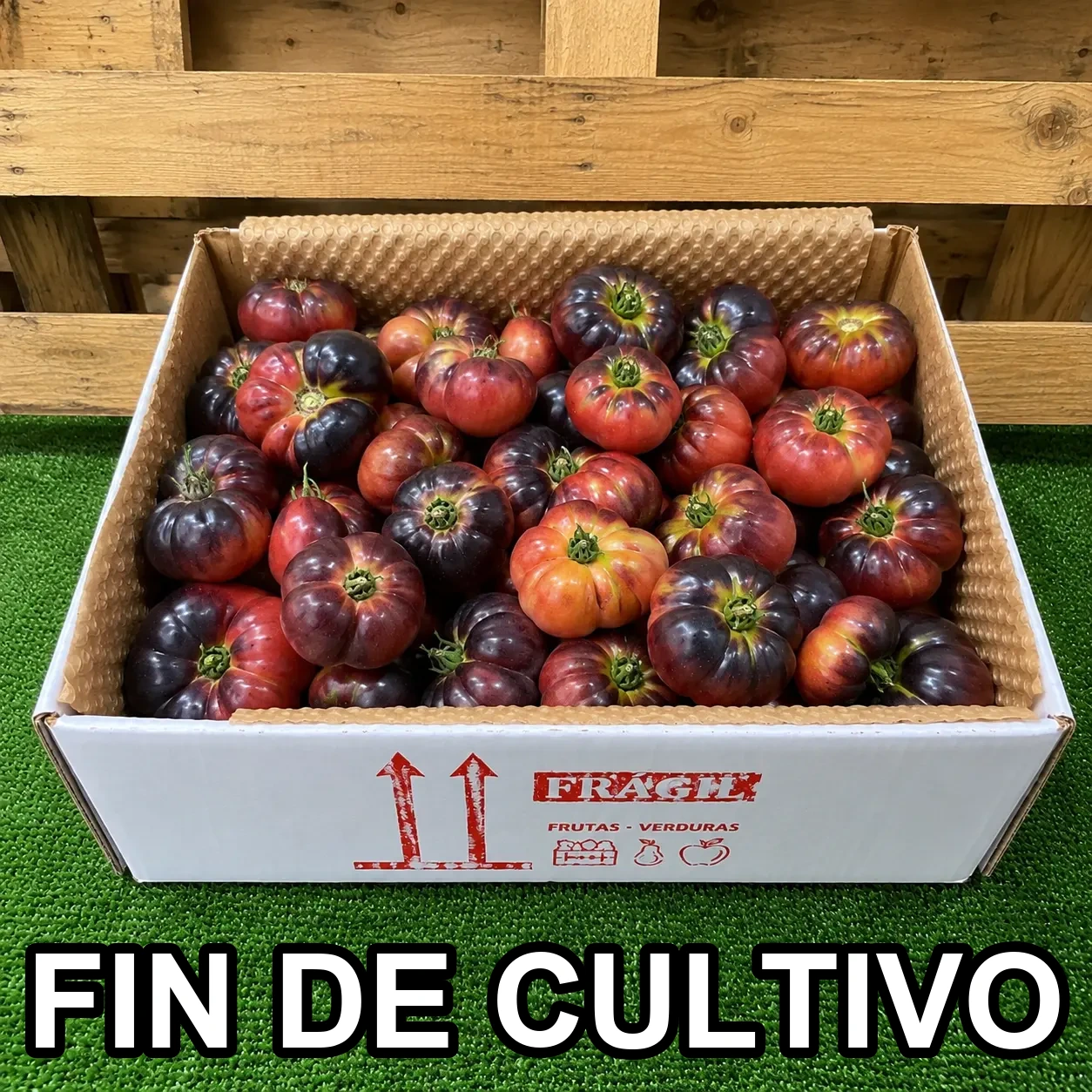 TOMATE AZUL