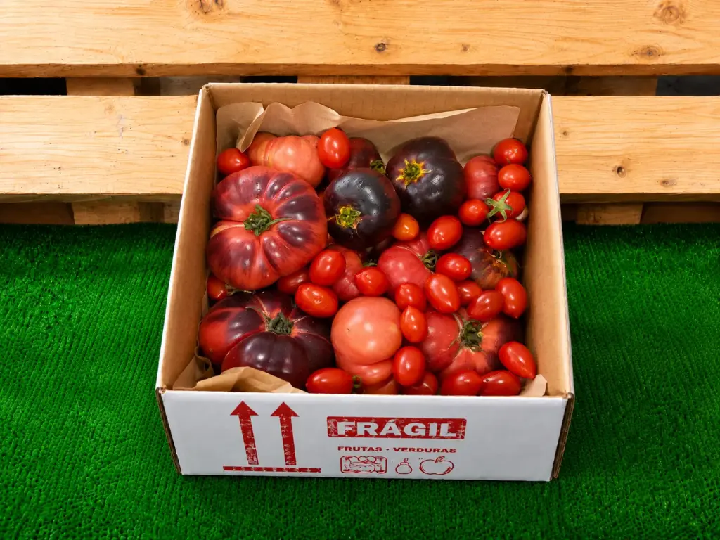 MINI TOMATE AZUL