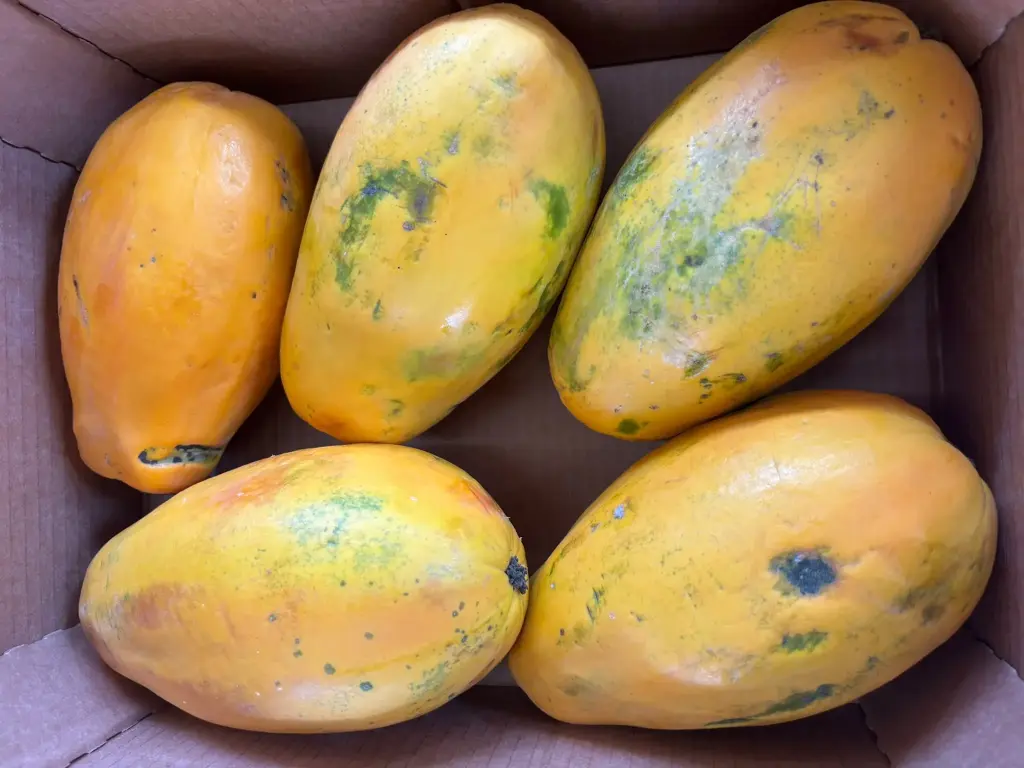 PAPAYAS WEB