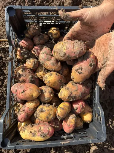 [PR/01878] PAPA-NITO 5KG